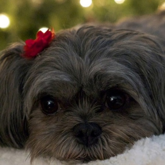 Meet your Posher, Heidi - Picture 1 of 1